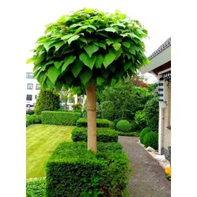 KATALPA KATALPA NA BARU Sferična, GROZDANA, 150 cm