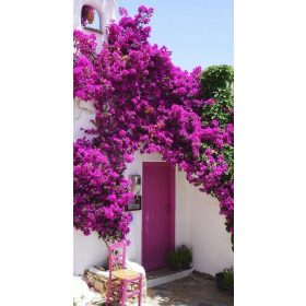 Ljubičasta Lagerstroemija bez podnevne sjene
