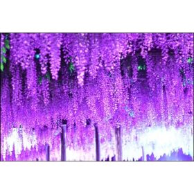 Visterija Kineska Ljubičasta Zasjena