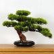 Dekorativni sobni bonsai, Bor PN-7
