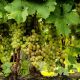Refren Grožđe Vino Slatko Krupno Voće