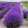 Lavanda poljska višegodišnja sadnica