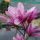 Magnolija Betty SJEDNICA