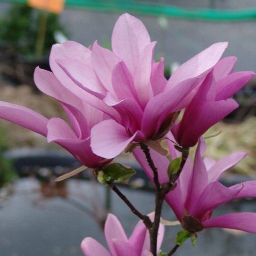 Magnolija Betty SJEDNICA