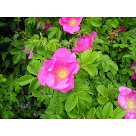 Ruža Divlja Rosa Rugosa 40-60 cm