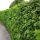 Thuja Brabant Hrvatska - Brza Živica 60/80cm Pakiranje 25 Kom