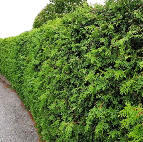 Thuja Brabant Hrvatska - Brza Živica 60/80cm Pakiranje 25 Kom