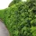 Thuja Brabant - Brza živica 60/80cm pakiranje 50 kom