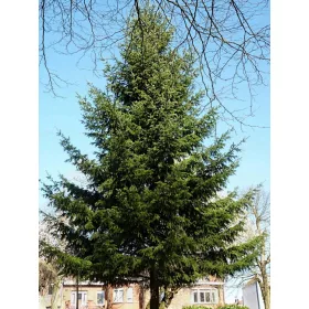 Daglezja zelenika 50/80cm žive ograde 25 komada