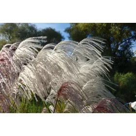  ZLATNI MEDALIST MEĐU TRAVAMA Miscanthus 'Memory' C3