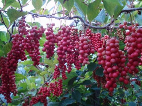  KINESKA Schisandra Sadova No1 Bobice života 70cm C2