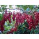  KINESKA Schisandra Sadova No1 Bobice života 70cm C2