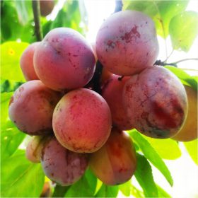    Stabla šljive Queen Victoria, sadnica golog korijena, 100-120 cm