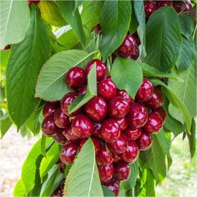  Burlat trešnje, sadnica s golim korijenom, 120-140 cm