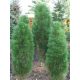 Crni bor Green Rocket 20-40cm C2