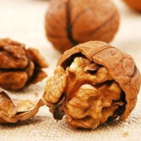  Orasi i lijeska JACEK sadnica golog korijena 70-80 cm