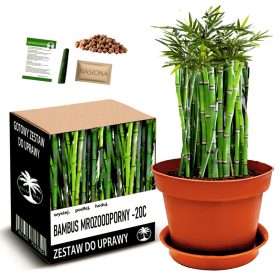  Komplet za uzgoj bambusa otpornog na mraz - 20 C