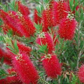 CAPITAN COOK limunasti kolačić sadnica C1