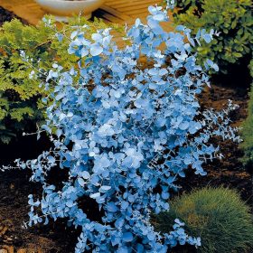 Eukaliptus Gunni u posudi C1.2