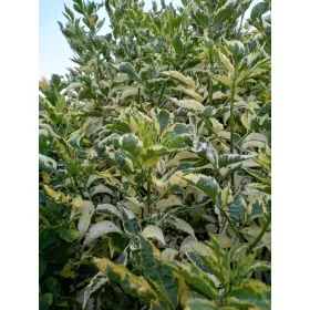 Bazga Zlatni Grm Madona - Sambucus Nigra