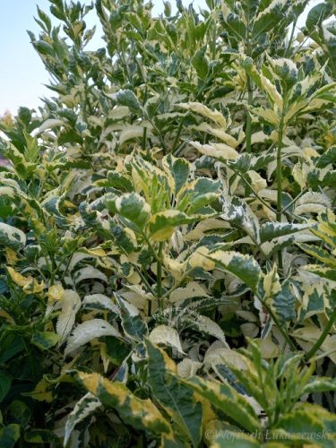 Bazga Zlatni Grm Madona - Sambucus Nigra