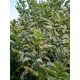 Bazga Zlatni Grm Madona - Sambucus Nigra