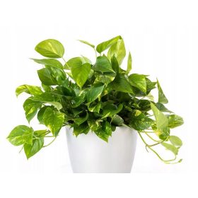 Epipremnum Aureum Velika Sobna Biljka P12