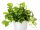 Epipremnum Aureum Velika Sobna Biljka P12