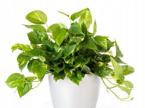 Epipremnum Aureum Velika Sobna Biljka P12