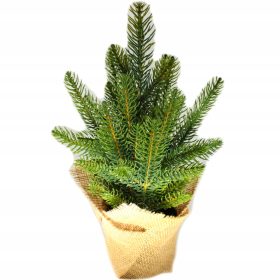    Božićno drvce kao pravo Spruce Conica PE posuda od 100% jute