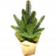  Božićno drvce kao pravo Spruce Conica PE posuda od 100% jute
