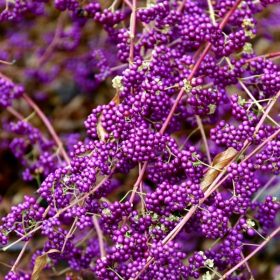 Bodiniera Profusion - Velika Čađa, 30-40 CM