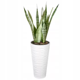    Form-Plastična posuda za cvijeće 30 cm x 30 x 56 cm promjer 30 cm plastična bijela