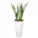 Form-Plastična posuda za cvijeće 30 cm x 30 x 56 cm promjer 30 cm plastična bijela