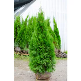 Thuja Smaragd 180-200cm Hrvatska DOSTAVA BESPLATNA