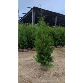   Thuja Brabant 180-220cm | Visoko Kvalitetna Sadnica sa Besplatnom Dostavom