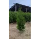 Thuja Brabant 180-220cm | Visoko Kvalitetna Sadnica sa Besplatnom Dostavom