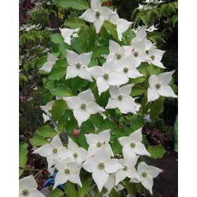 Dren kousa u posudi od 2-3 litre, visine 100-120 cm