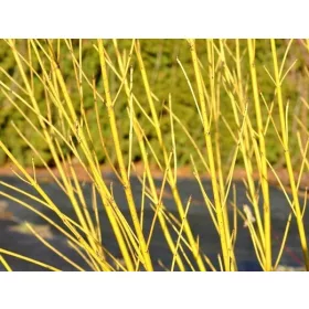   Deren rozgranat 'Flaviramea' u posudi od 1-2l, 80-100 cm