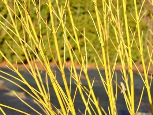 Deren rozgranat 'Flaviramea' u posudi od 1-2l, 80-100 cm