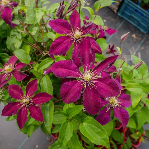 Clematis Veliki Cvijet Westerplatte