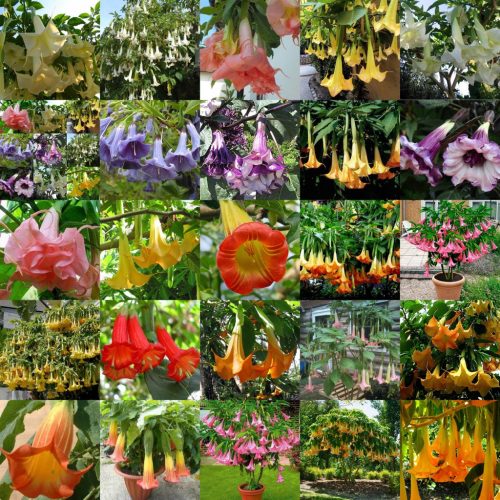 RAZNOBOJNA KOLEKCIJA NASIONA BIELUNA DATURA