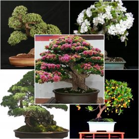  ZBIRKA SJEMENA BONSAI br. 13 Set od 4 pakiranja