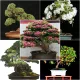  ZBIRKA SJEMENA BONSAI br. 13 Set od 4 pakiranja