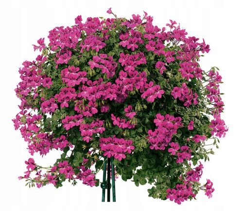 Ljubičaste viseće sjeme pelargonija