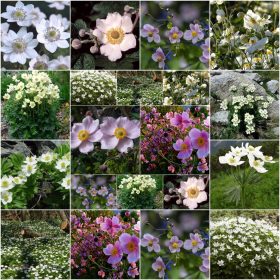  ANEMEN KOLEKCIJA SJEMENA Set od 5 pakiranja