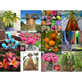  Set ZBIRKA SJEMENA EGZOTIČNIH BILJA 10 pak.