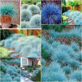  PLAVA TRAVA Zbirka sjemenki 4 pak.