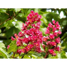   CRVENI KEŠTEN 'Briotii' Aesculus - Lijepo cvijeće SADNICA