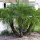 Daktylowiec Phoenix Roebelenii - niska datulja